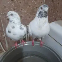 کبوترگمشده