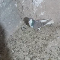 کفتر پرشی|پرنده|نیشابور, حقیه|دیوار