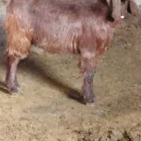 بزغاله گوش دراز ماده دو راس جفتی 17میلیون مقطوع