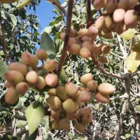 باغ فروشی در باغستان قوژد بایک فنجان اب ملکی دیزق