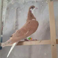 سیاپوش جفتی پرشی کفتر