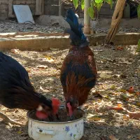 دو عدد خروس جوان