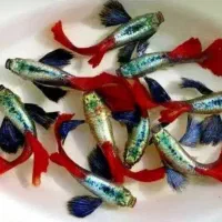 ماهی گوپی مولی پلاتی کالرزبرا لجن خارمیگو آکواریوم|ماهی|تهران, امام زاده حسن|دیوار