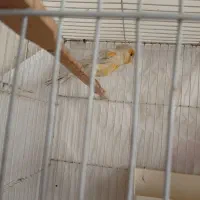 مرغ عشق و قناری