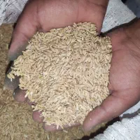 گندم دیم آذر دو