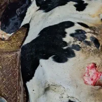 خرید فروش گاو گوساله افتاده