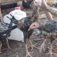 ۶ عدد جوجه خروس صابونی|حیوانات مزرعه|زابل, |دیوار