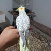 عروس هلندی اهلی