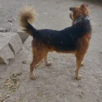 سگ گرگی نگهبانی بی نظری فی 1نیم|سگ|کبودرآهنگ, |دیوار