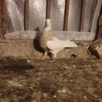 دوعددطوقی نر|پرنده|فردیس, شهرک ناز|دیوار