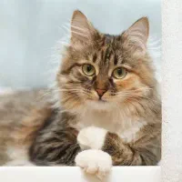 سرپرستی گربه قبول میکنم