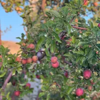 باغ میوه|فروش دفتر صنعتی، کشاورزی، تجاری|یاسوج, |دیوار