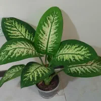 ۹ عدد گل فقط تا فردا|گل و گیاه طبیعی|کرج, باغستان|دیوار