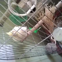 جوجه عروس سرلاکی|پرنده|آشخانه, |دیوار