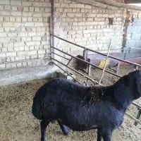دوتا قوچ افشاری هترو یکی یکساله یکی ده ماهه عالی|حیوانات مزرعه|مرودشت, نقش رستم|دیوار