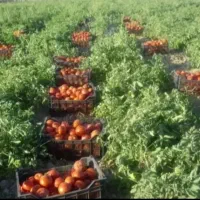 سرکارگری فلاحی|خدمات باغبانی و درختکاری|کرمانشاه, |دیوار
