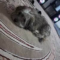 فروش سگ خانگی|سگ|اصفهان, بهارستان|دیوار