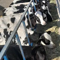 ۱۶راس گوساله صنعتی نر|حیوانات مزرعه|رامند, |دیوار