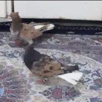 یک جفت دم سفید اتشی نیست در جهان
