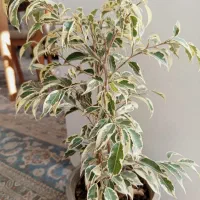 گل اپارتمانی بنجامین ابلق|گل و گیاه طبیعی|شاهینشهر, شهرک هشت بهشت|دیوار