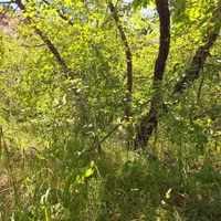 زمین - باغ|فروش زمین و ملک کلنگی|گلمکان, |دیوار