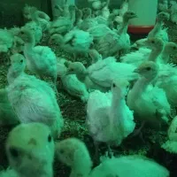 جوجه بوقلمون نژاد بی یو تی