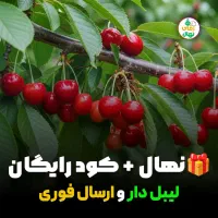 جشنواره فروش نهال گیلاس تک‌دانه،کود رایگان+ تخفیف