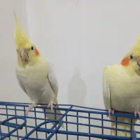 یه جفت عروس هلندی وبا دوتا جوجه وسایل کامل