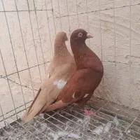 کبوتر سرک|پرنده|بهبهان, |دیوار