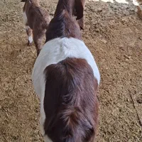 فروش بزآبستن