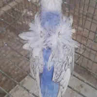 فروش مرغ عشق انگلیسی وپروانه ای