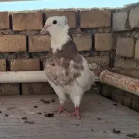 کبوتر|پرنده|بهبهان, |دیوار