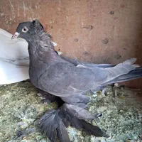 کبوتر الوان و لوتی و تهرانی هوا خور|پرنده|صوفیان, |دیوار