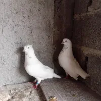 کبوترتیر ماهی|پرنده|لنگرود, |دیوار