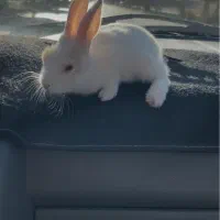 خرگوش چشم شرابی|موش و خرگوش|محلات, |دیوار