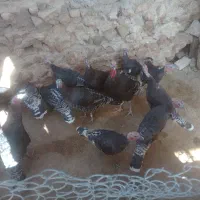 بوقلمون های جوان