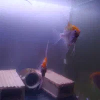 فروش انجل مولد|ماهی|مراغه, |دیوار