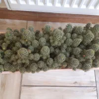 گل کاکتوس|گل و گیاه طبیعی|قزوین, |دیوار