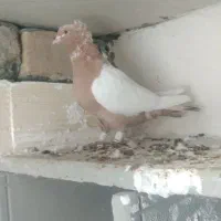 کبوتر سینه زرد