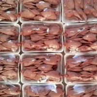 عرضه مستقیم گوشت وتخم بلدرچین(بهترین کیفیت استان)|حیوانات مزرعه|بیرجند, |دیوار