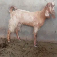 تیشتر بز داشتی|حیوانات مزرعه|سعدآباد, |دیوار