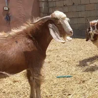 بزغاله نر نژاد دار