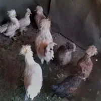 مرغ و خروس سلطان دونه ۷۰۰ تومن