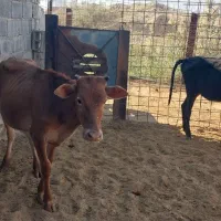 فروش دو عدد گوساله|حیوانات مزرعه|بهبهان, |دیوار