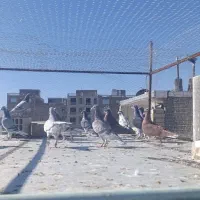 کفتر|پرنده|شیراز, کوشک میدان|دیوار