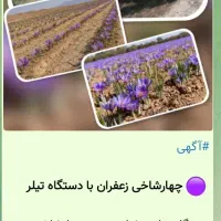 شخم زدن یا سله شکنی زعفران با تیلر