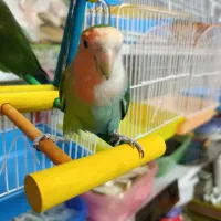 طوطی برزیلی دورنگ|پرنده|شهریار, شهرک وائین|دیوار