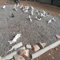 کبوتر خوب|پرنده|چگنی, |دیوار