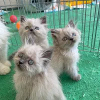 گربه|گربه|بجنورد, |دیوار