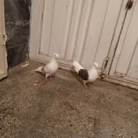 کفتر|پرنده|بروجرد, |دیوار